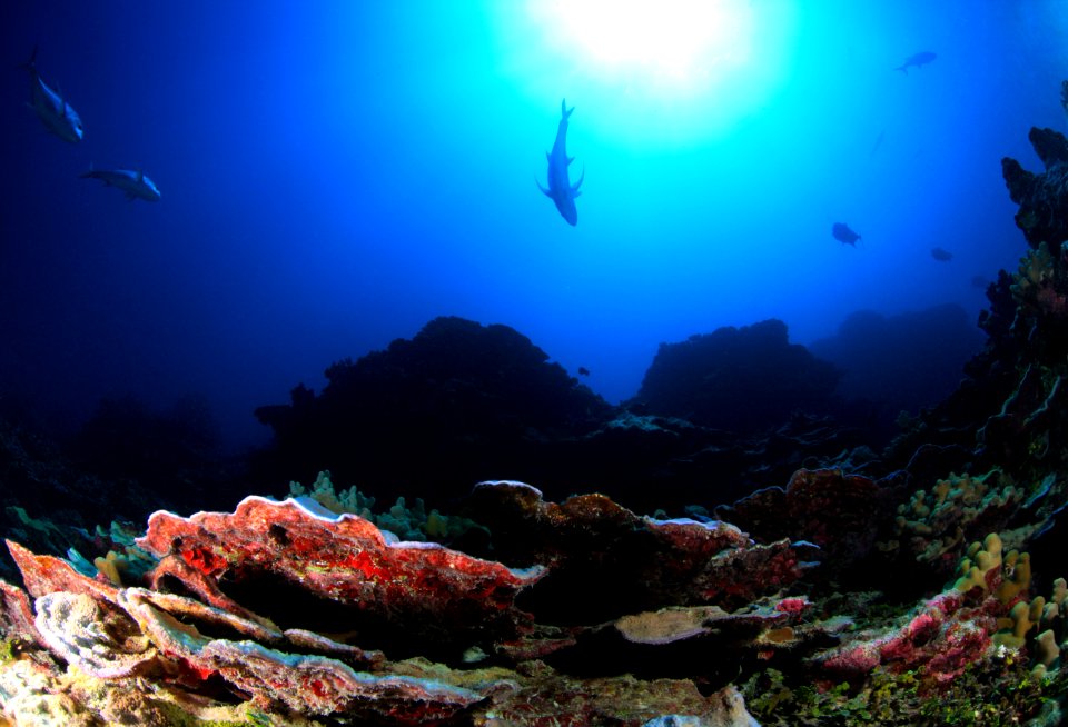 Coral and Giant Trevally at Lisianski