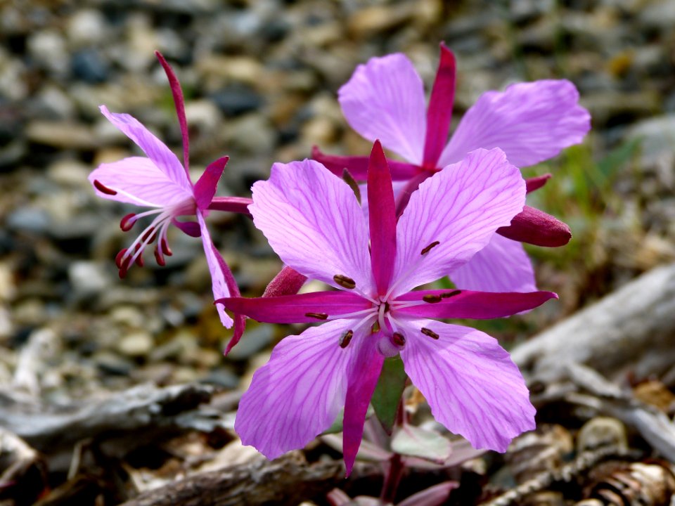 Dwarf Fireweed (Chamerion latifolium)