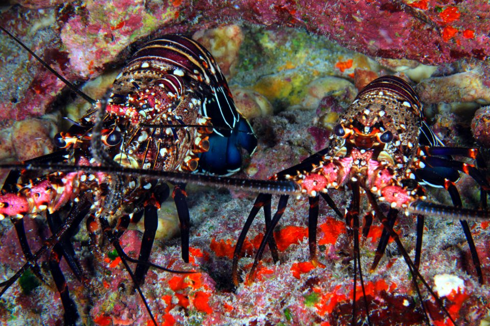 Hawaiian Spiny Lobster at Gardner Pinnacles