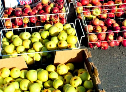 Fresh, bright apples newly picked