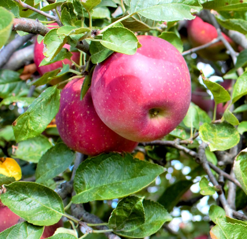 Beautiful apples on tree