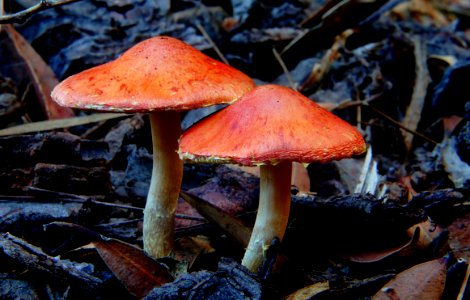 Redlead Roundhead (Leratiomyces ceres,)