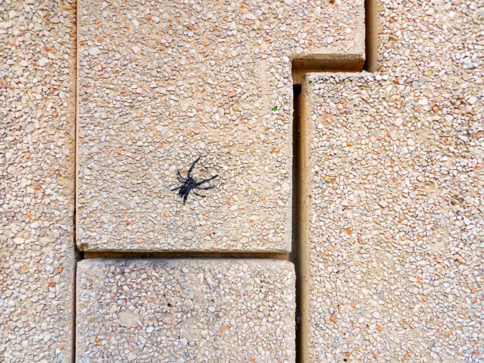 Spider Graffiti