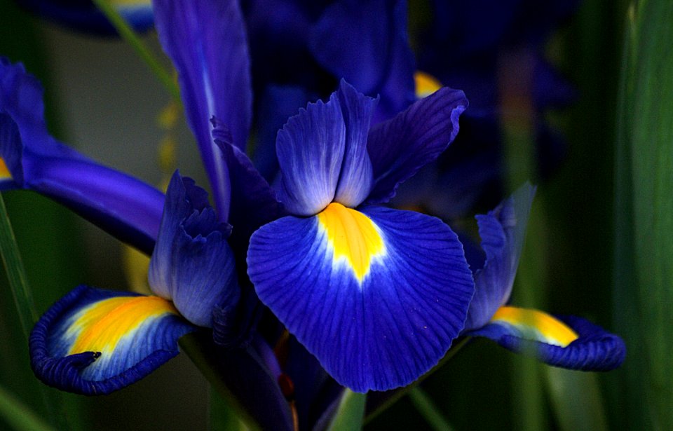 All Blue