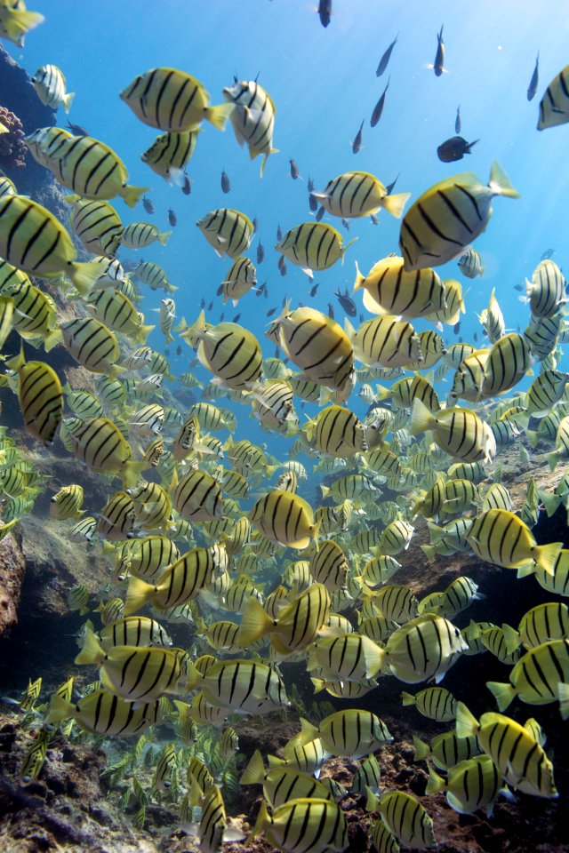 School of Convict Tangs
