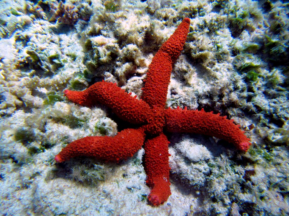 The Seastar Mithrodia Fisheri