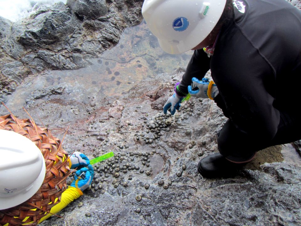 Counting Limpets photo