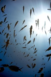 Fish Fleet at Midway