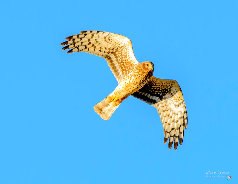 Gavilan Rastrero (Northern Harrier) MBS 2759
