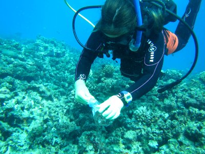 Collecting Dead Coral Rubble