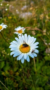 Macro mood spring