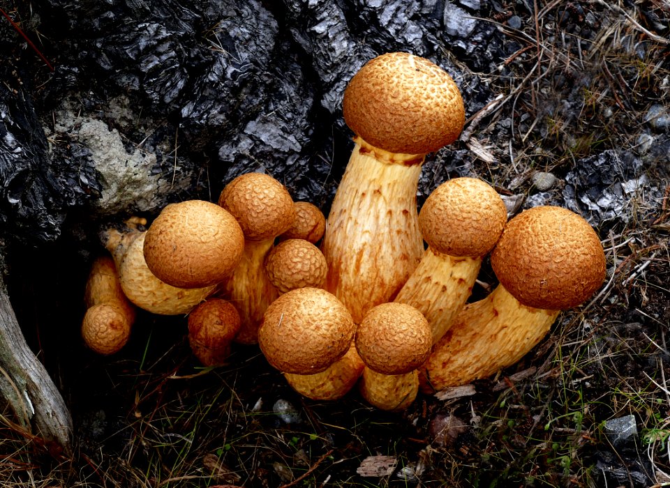 Laughing Jim (Gymnopilus junonius)
