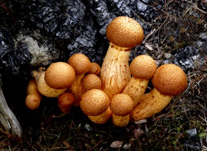 Laughing Jim (Gymnopilus junonius)