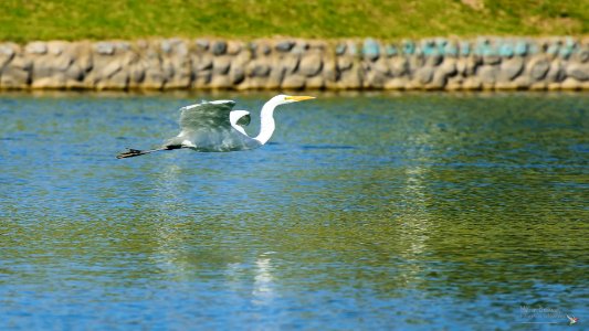 Garza blanca (Ardea alba) MBS 3306