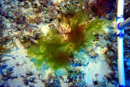 New Species of Deep-Water Algae from Kure Atoll photo
