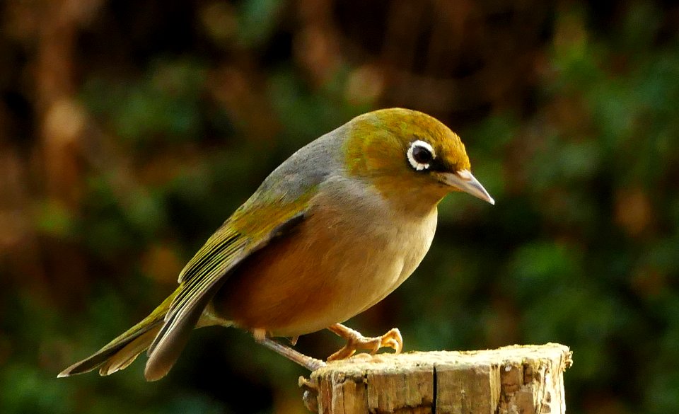 Silvereye (Zosterops lateralis) photo