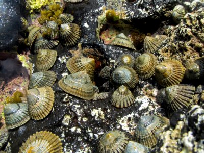 Limpets of Nihoa