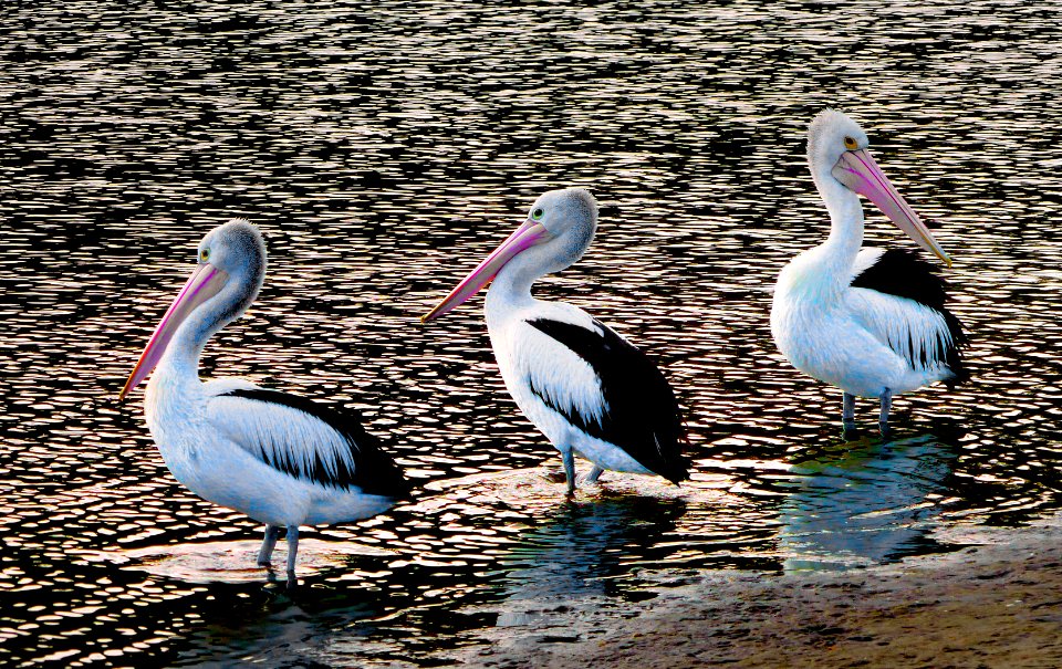 The Australian pelican (Pelecanus conspicillatus)