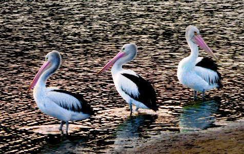 The Australian pelican (Pelecanus conspicillatus) photo