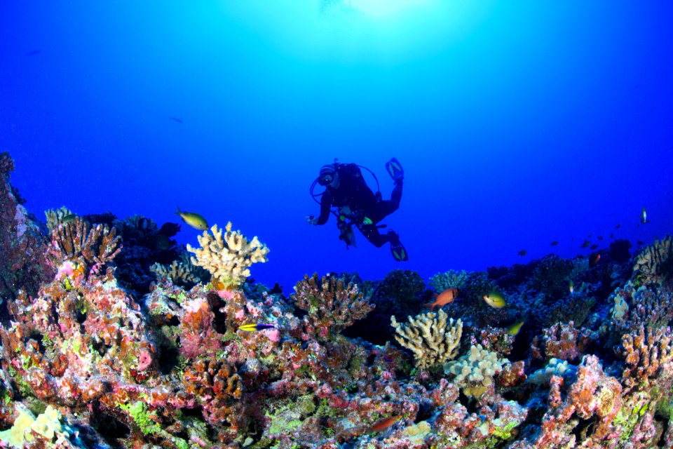 Cori Kane on Deep Reef at Pearl and Hermes