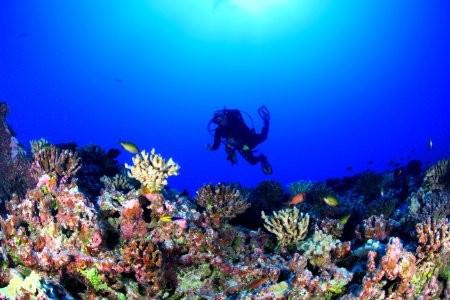 Cori Kane on Deep Reef at Pearl and Hermes photo