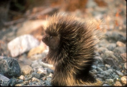 A baby porcupine or porcupette photo