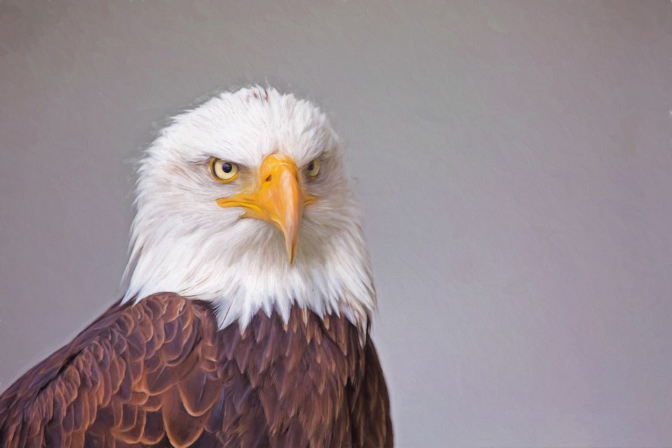 Prey predator raptor