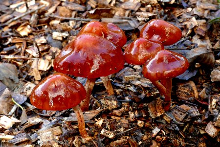 Leratiomyces ceres. (Redlead Roundheads) photo