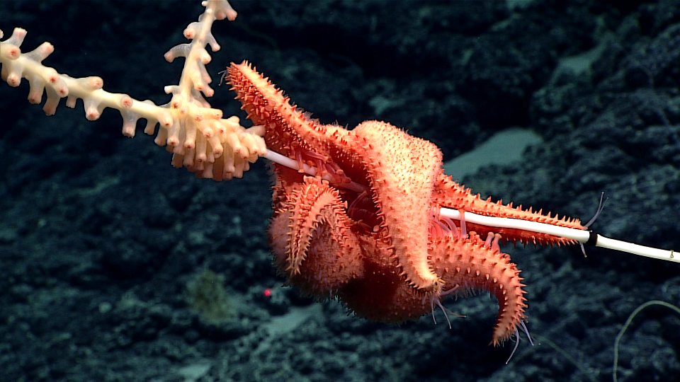 Sea Star