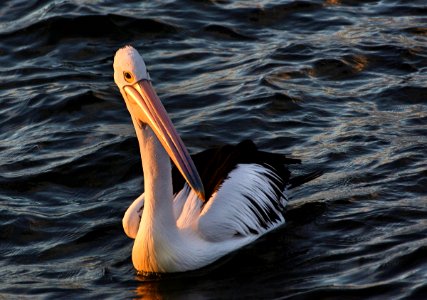 Pelican in the sunset. photo