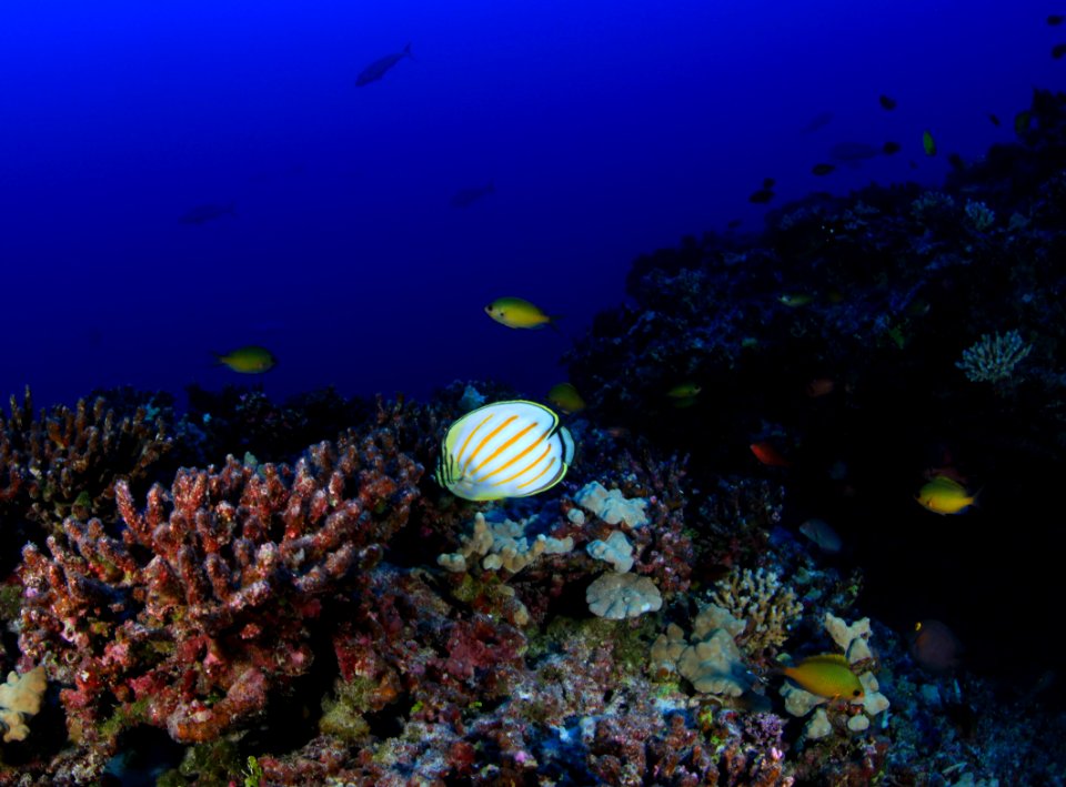 Ornate Butterflyfish at Pearl and Hermes