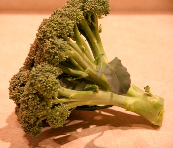 Fresh broccoli photo