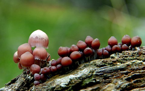 Mycena parsonsii ?