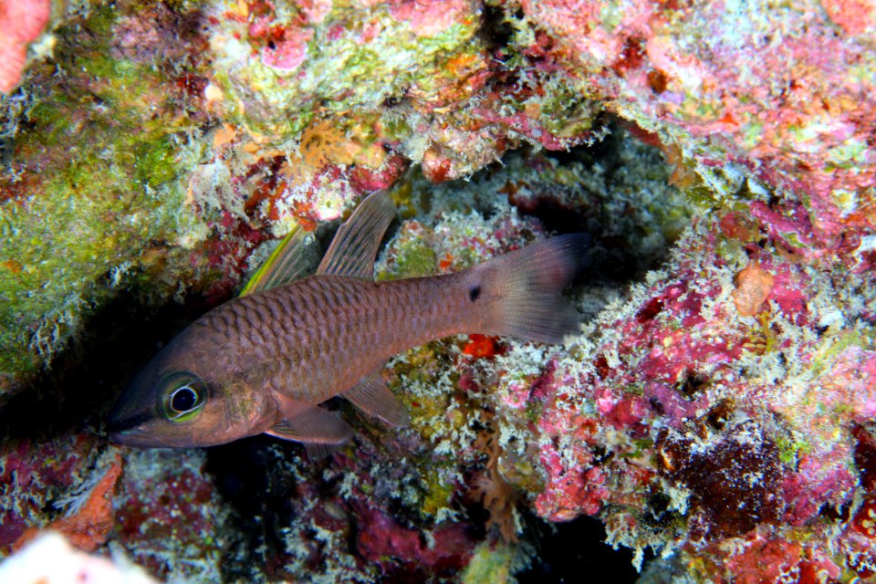 Iridescent Cardnialfish