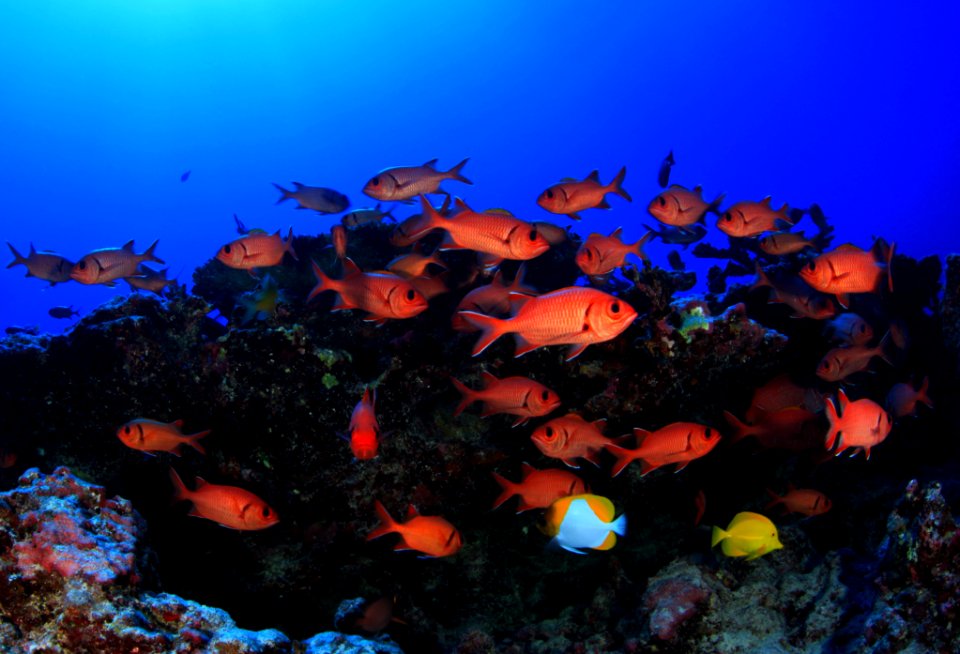 Bigscale Soldierfish at French Frigate Shoals