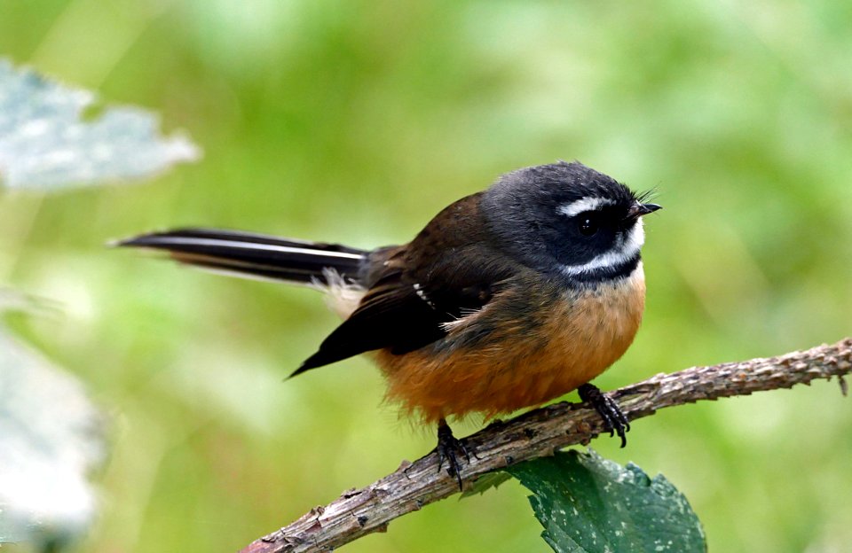 New Zealand fantail (Rhipidura fuliginosa)