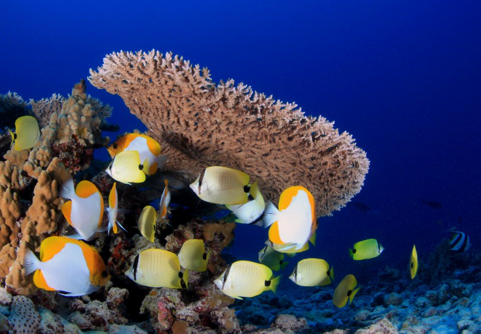 French Frigate Shoals Reefscape