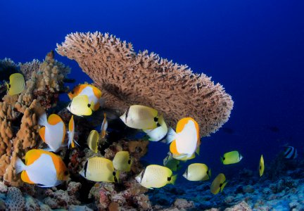 French Frigate Shoals Reefscape photo