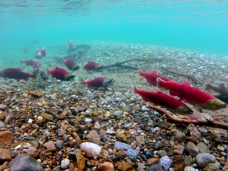 Salmon in Tazimina Lake