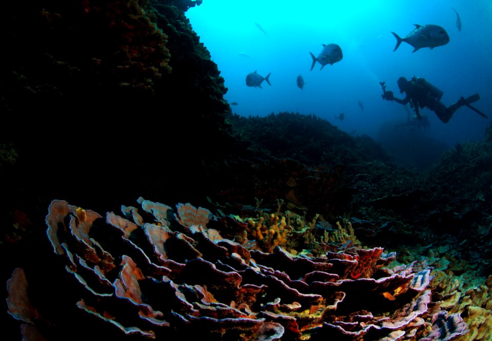 Divers and Giant Trevally at Lisianski Island