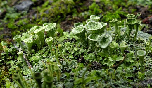 Cladonia asahinae. (pixie cup lichen)