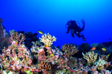 Cori Kane on Deep Reef (Cropped) photo