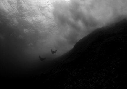 Spotted Eagle Rays