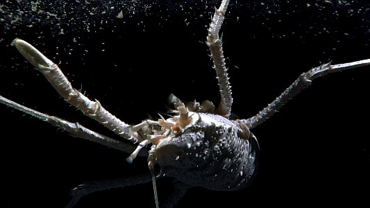 Squat Lobster on a crater east of Maro Reef
