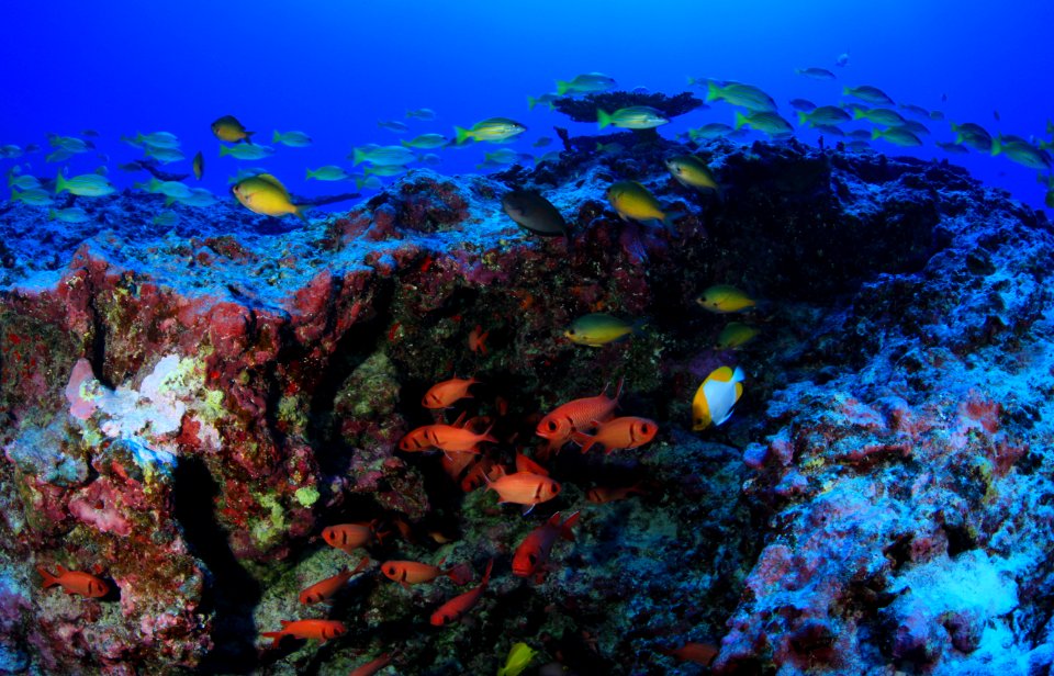 Schools of Fish at French Frigate Shoals