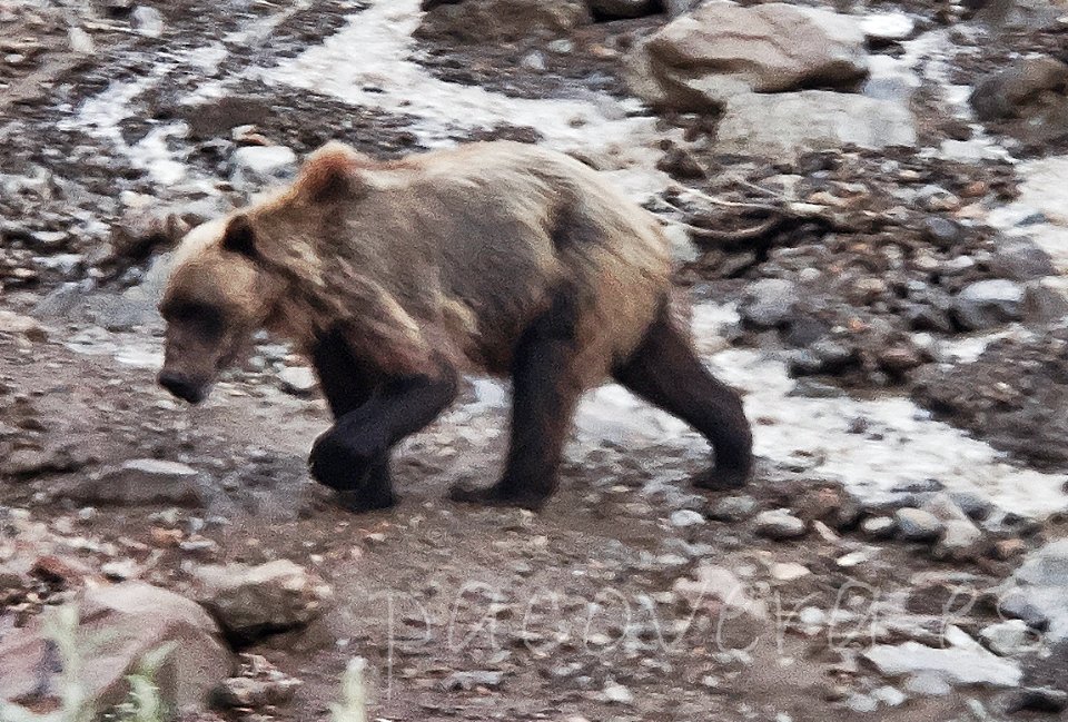 09-Reserva Nacional Denali-238