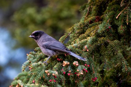 Grey Jay (Perisoreus canadensis)