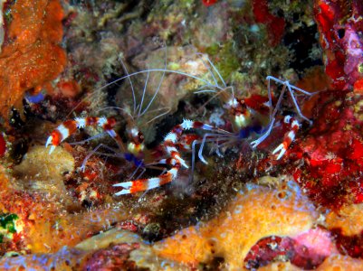 Banded Coral Shrimp at Gardner Pinnacles photo