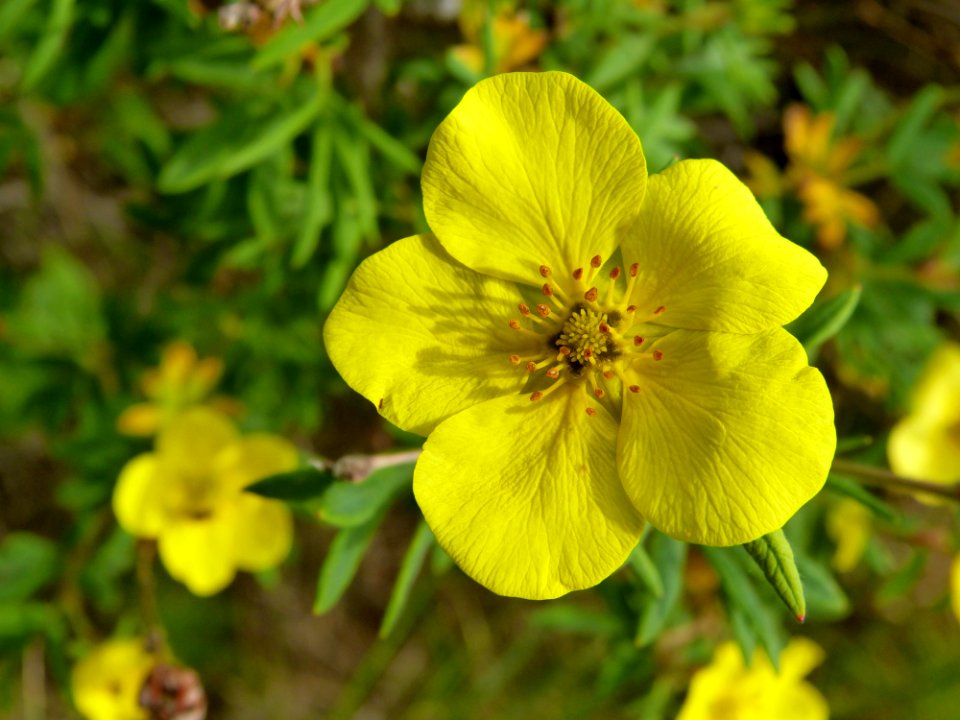 Shrubby Cinquefoil (Potentilla frutcosa)