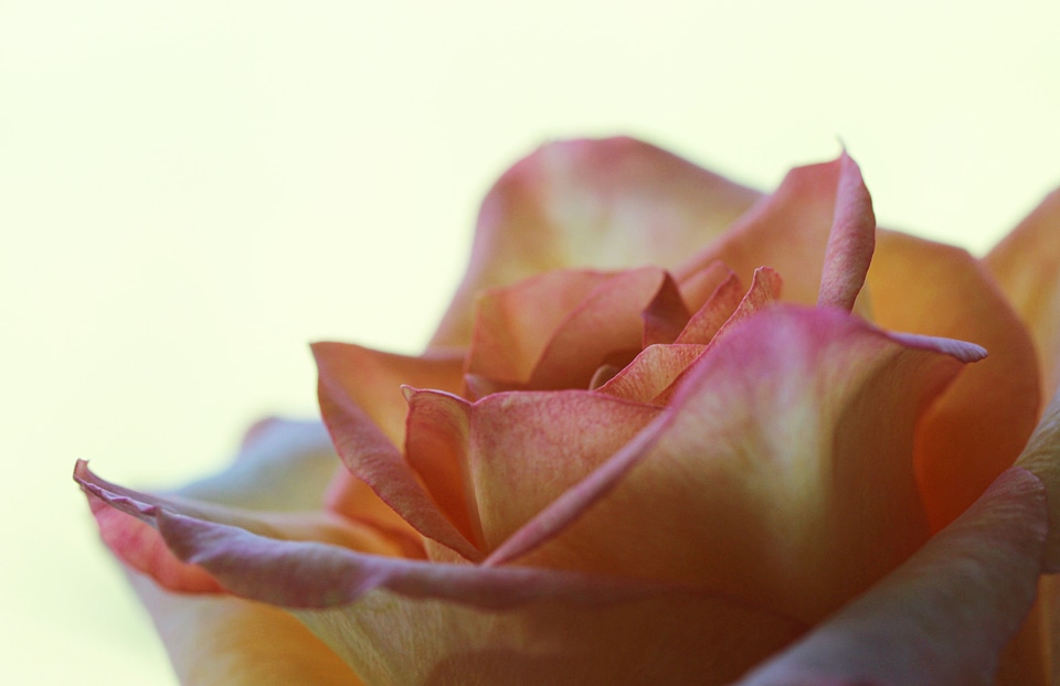Nature rose flower pink